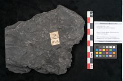 Foto (Objekt + Etikett) von Noeggerathia palmaeformis Goeppert (NHMW-GEO-2024-0188-10736)